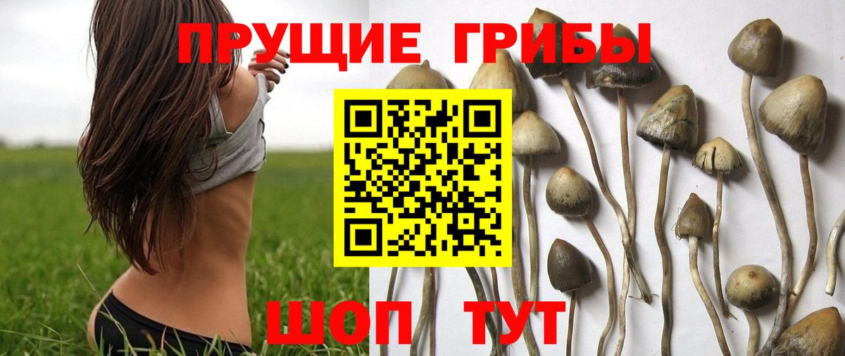 Альметьевск  Псилоцибиновые грибы GOLDEN TEACHER  Вход с VPN 